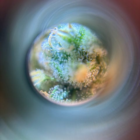 Strawberry Cheesecake growlog timeline photo