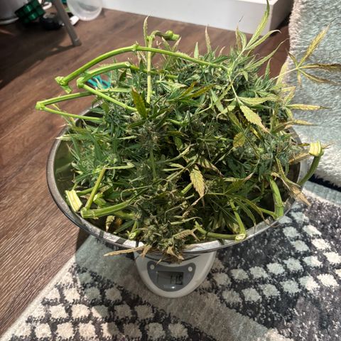 Strawberry Cheesecake growlog timeline photo