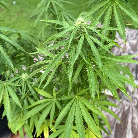 Badazz OG Cheese growlog timeline photo