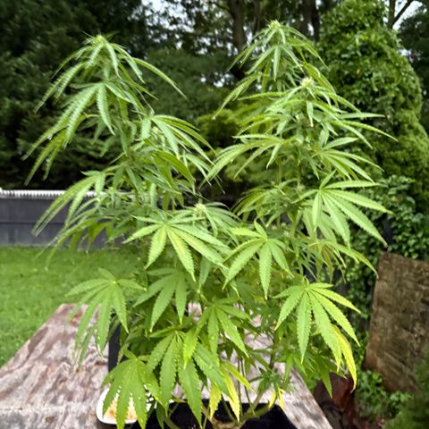 Badazz OG Cheese growlog timeline photo