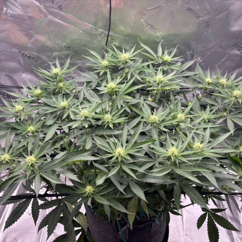 Scoops of Cream growlog timeline photo