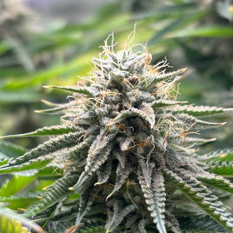Scoops of Cream growlog timeline photo