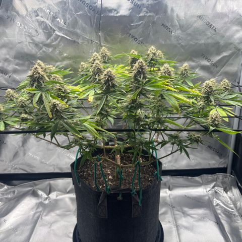 Scoops of Cream growlog timeline photo