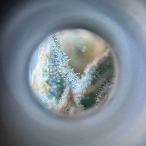 Scoops of Cream growlog timeline photo