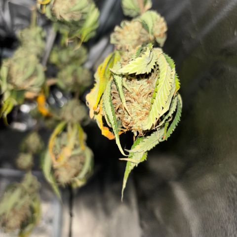 Scoops of Cream growlog timeline photo