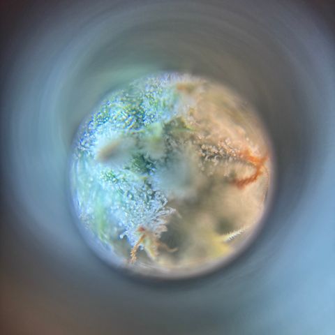 Scoops of Cream growlog timeline photo