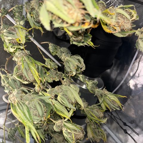 Scoops of Cream growlog timeline photo