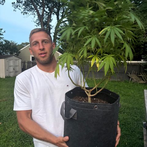 Badazz OG Cheese growlog timeline photo