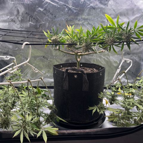 Scoops of Cream growlog timeline photo