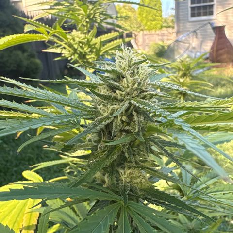 Badazz OG Cheese growlog timeline photo