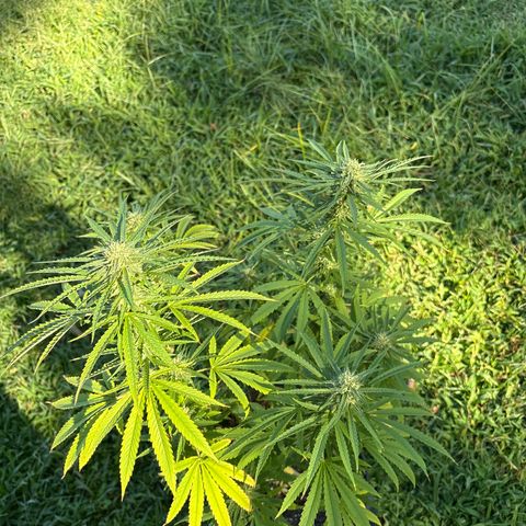 Badazz OG Cheese growlog timeline photo