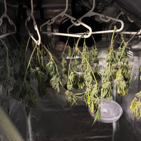 Scoops of Cream growlog timeline photo