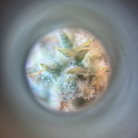 Scoops of Cream growlog timeline photo