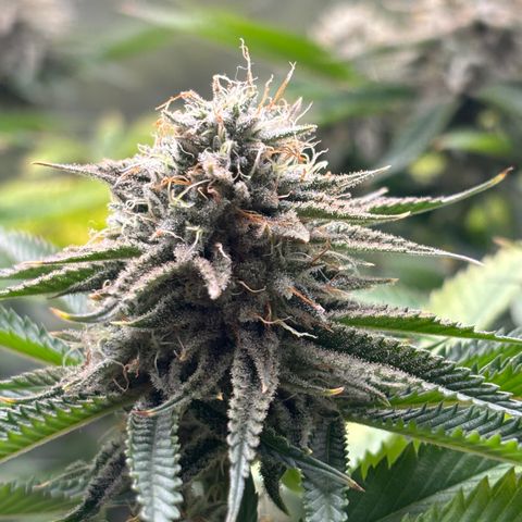 Scoops of Cream growlog timeline photo