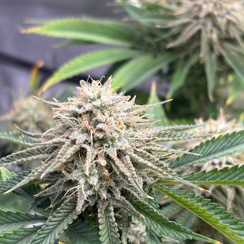 Scoops of Cream growlog timeline photo