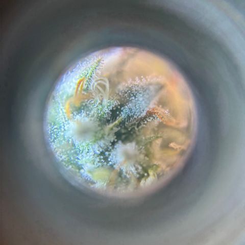 Scoops of Cream growlog timeline photo