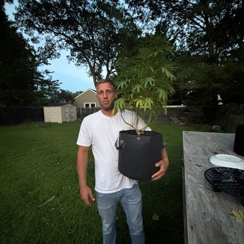 Badazz OG Cheese growlog timeline photo