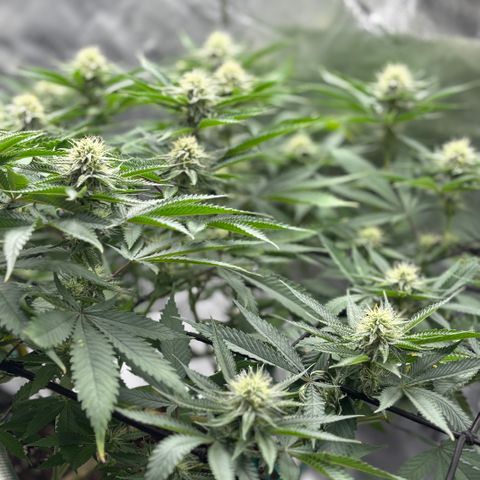 Scoops of Cream growlog timeline photo