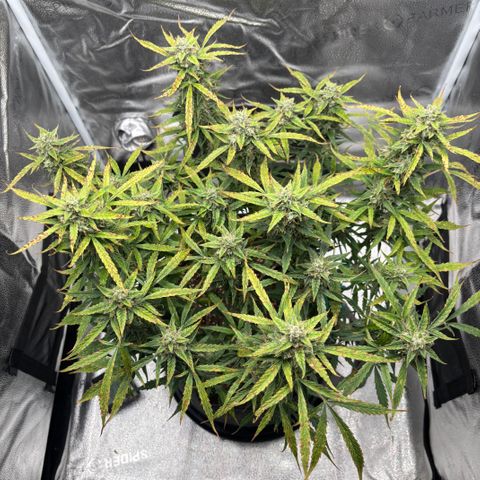 Strawberry Cheesecake growlog timeline photo