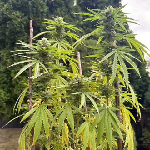 Badazz OG Cheese growlog timeline photo