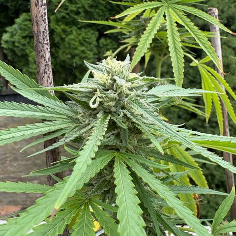 Badazz OG Cheese growlog timeline photo