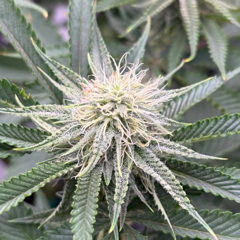 Scoops of Cream growlog timeline photo