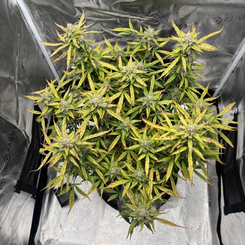Strawberry Cheesecake growlog timeline photo