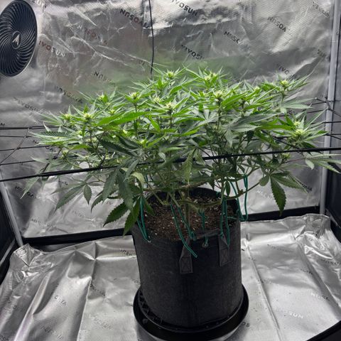 Scoops of Cream growlog timeline photo