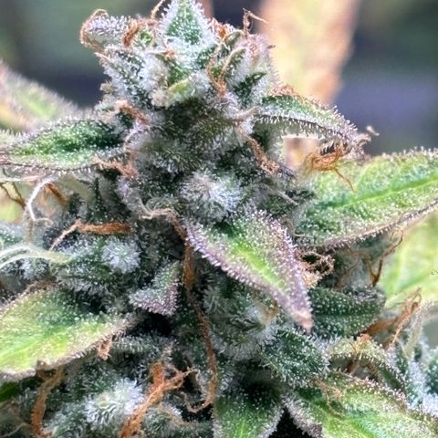 Strawberry Cheesecake growlog timeline photo