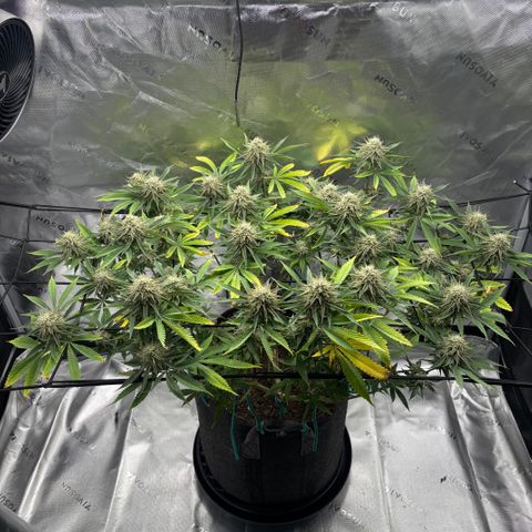 Scoops of Cream growlog timeline photo