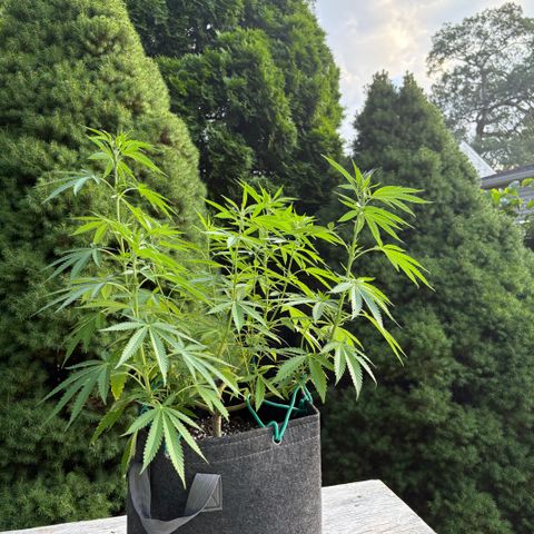 Badazz OG Cheese growlog timeline photo
