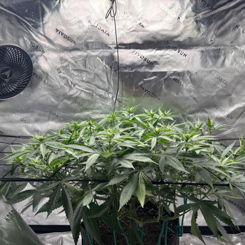 Scoops of Cream growlog timeline photo