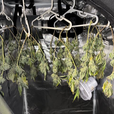 Scoops of Cream growlog timeline photo
