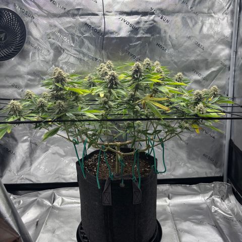 Scoops of Cream growlog timeline photo