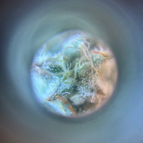 Scoops of Cream growlog timeline photo