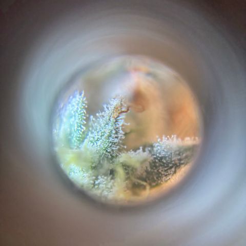 Scoops of Cream growlog timeline photo