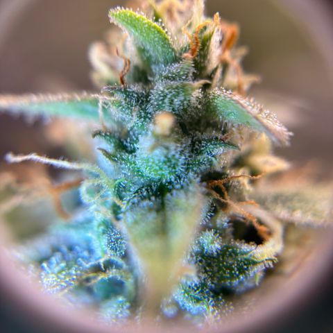 Strawberry Cheesecake growlog timeline photo