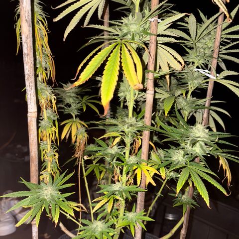 Badazz OG Cheese growlog timeline photo