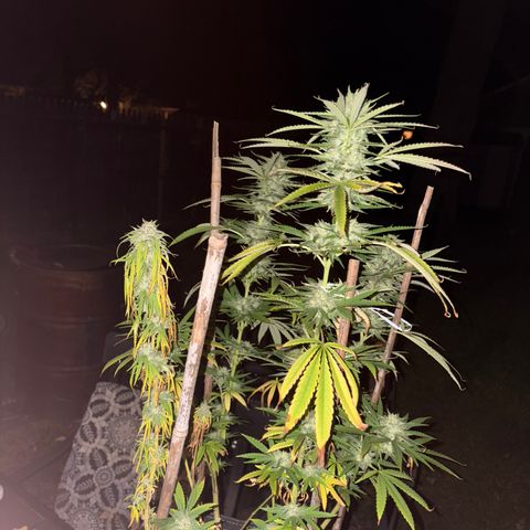Badazz OG Cheese growlog timeline photo