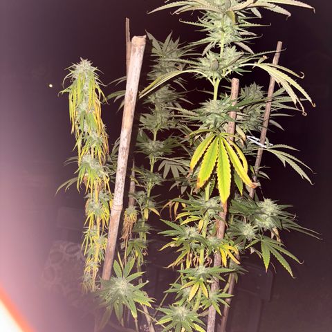 Badazz OG Cheese growlog timeline photo