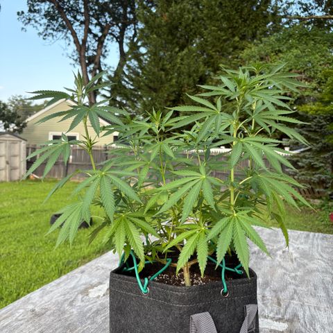 Badazz OG Cheese growlog timeline photo
