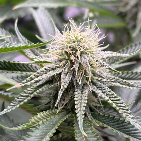 Scoops of Cream growlog timeline photo
