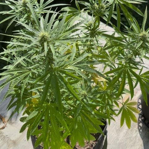 Badazz OG Cheese growlog timeline photo