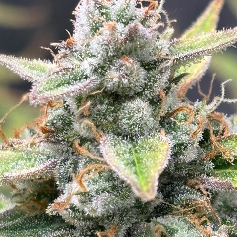 Strawberry Cheesecake growlog timeline photo