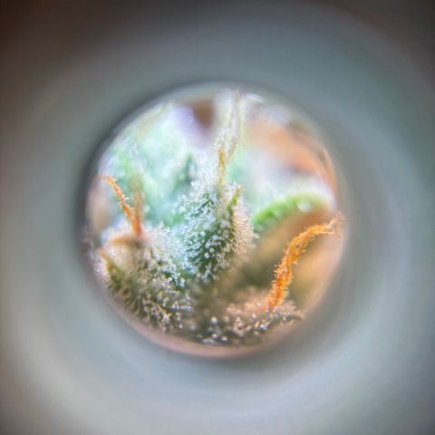 Strawberry Cheesecake growlog timeline photo