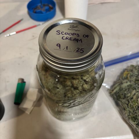 Scoops of Cream growlog timeline photo