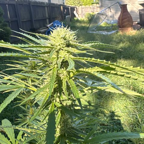 Badazz OG Cheese growlog timeline photo
