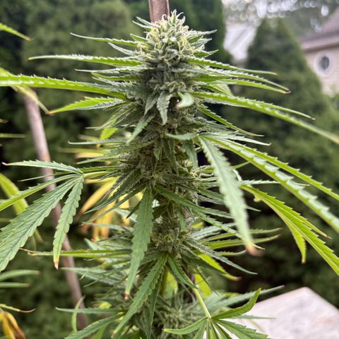 Badazz OG Cheese growlog timeline photo