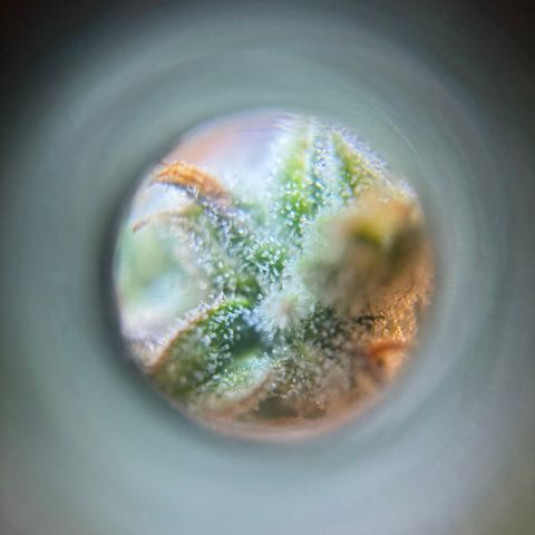 Strawberry Cheesecake growlog timeline photo
