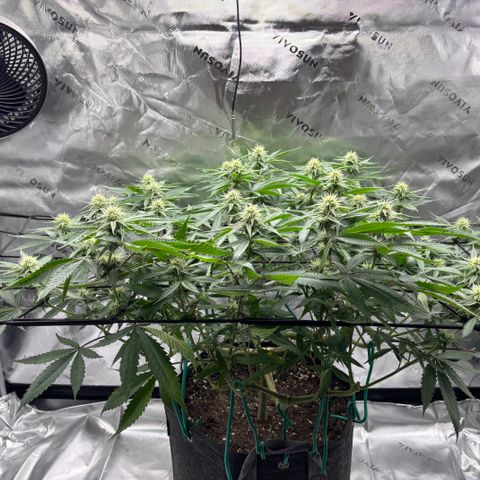 Scoops of Cream growlog timeline photo